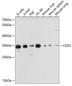 CD53 Rabbit pAb