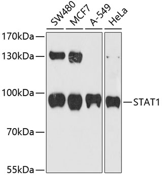 STAT1 Mouse mAb