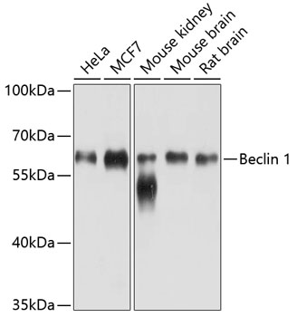 Beclin 1 Mouse mAb