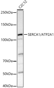 SERCA1/ATP2A1 Rabbit pAb