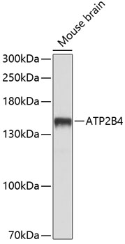 ATP2B4 Rabbit pAb