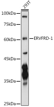 ERVFRD-1 Rabbit pAb