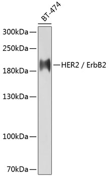 HER2/ErbB2 Mouse mAb