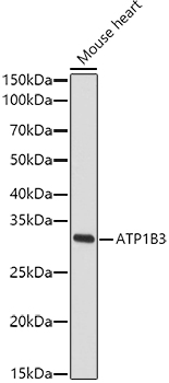 ATP1B3 Rabbit pAb