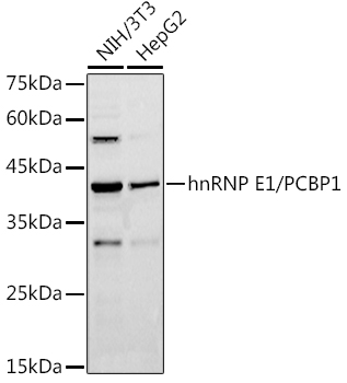 hnRNP E1/PCBP1 Rabbit pAb