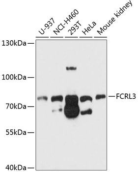 FCRL3 Rabbit pAb