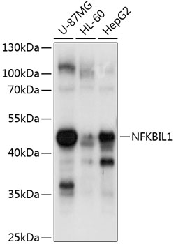 NFKBIL1 Rabbit pAb