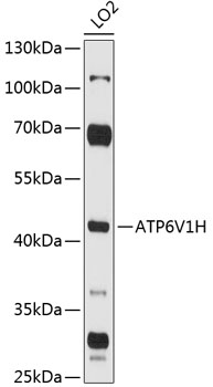 ATP6V1H Rabbit pAb