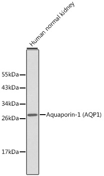 Aquaporin-1 (AQP1) Rabbit pAb