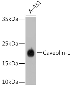 Caveolin-1  Rabbit mAb