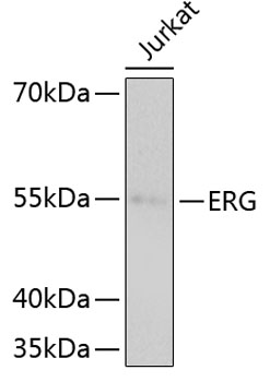 ERG Rabbit mAb