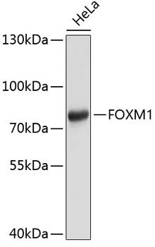 FOXM1 Mouse mAb