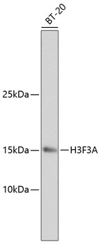 Histone H3.3 Rabbit mAb