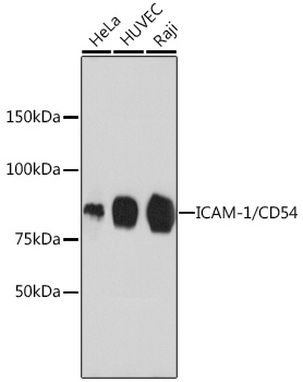 ICAM-1/CD54 Rabbit mAb