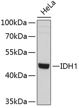 IDH1 Mouse mAb
