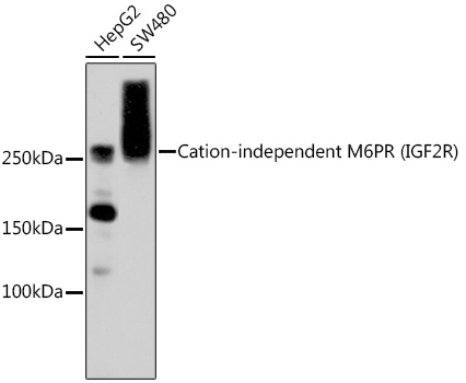 Cation-independent M6PR (IGF2R) Rabbit mAb