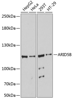 ARID5B Rabbit pAb