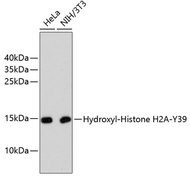 Hydroxyl-Histone H2A-Y39 Rabbit mAb
