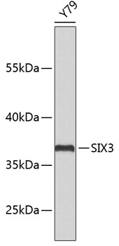 SIX3 Rabbit pAb