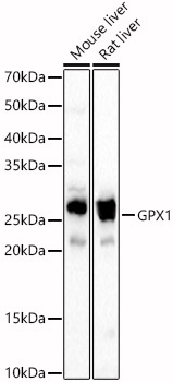 GPX1 Rabbit pAb