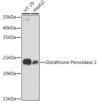 Glutathione Peroxidase 2 Rabbit mAb