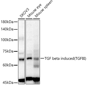 TGF beta induced (TGFBI) Rabbit pAb