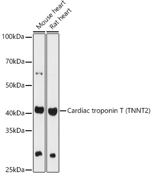 Cardiac troponin T (TNNT2) Rabbit pAb