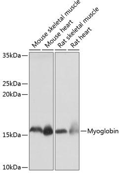 Myoglobin Rabbit mAb