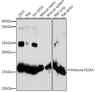 Histone H2AX Rabbit mAb