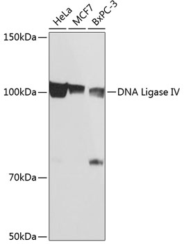 DNA Ligase IV Rabbit mAb