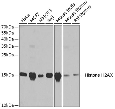 Histone H2AX Rabbit pAb