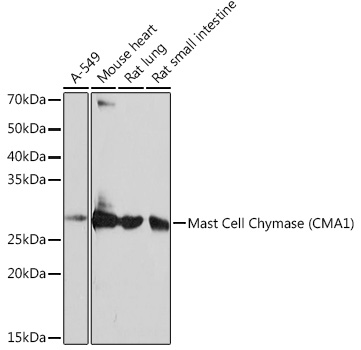 Mast Cell Chymase (CMA1) Rabbit mAb