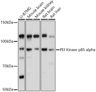 PI3 Kinase p85 alpha Rabbit pAb