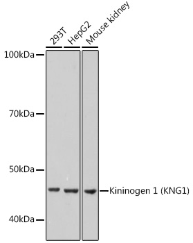 Kininogen 1 (KNG1) Rabbit mAb