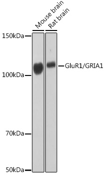 GluR1/GRIA1 Rabbit mAb