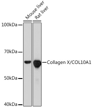 Collagen X/COL10A1 Rabbit mAb