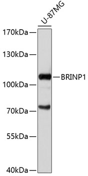 BRINP1 Rabbit pAb