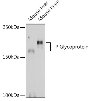 P Glycoprotein Rabbit pAb