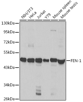 FEN-1 Rabbit pAb