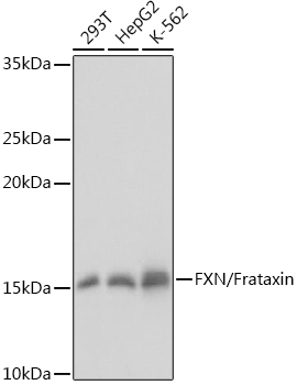FXN / Frataxin Rabbit pAb