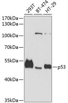 p53 Mouse mAb