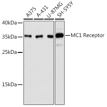 MC1 Receptor Mouse mAb