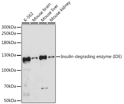 Insulin-degrading enzyme (IDE) Rabbit pAb