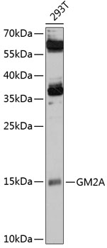 GM2A Rabbit pAb