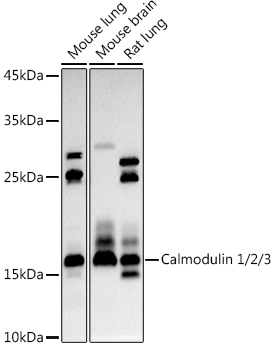 Calmodulin 1/2/3 Rabbit pAb