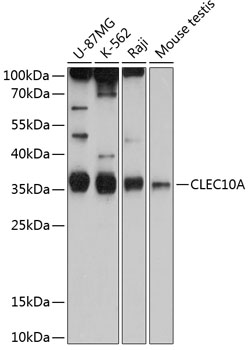 CD301/CLEC10A Rabbit pAb