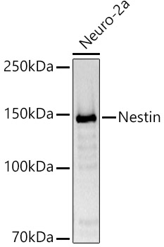 Nestin Rabbit pAb