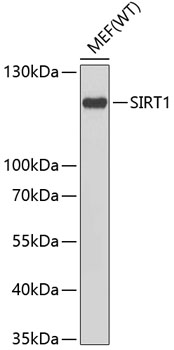 SIRT1 Mouse mAb