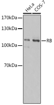 RB Mouse mAb