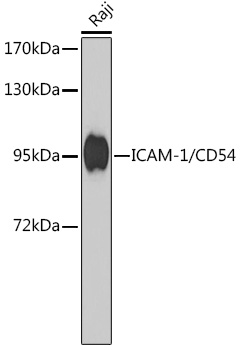 ICAM-1/CD54 Mouse mAb
